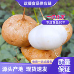 广西新鲜凉薯现挖白心地瓜水果沙葛现挖豆薯番薯农家特产时令蔬菜