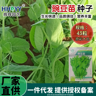 �F؛���l�㶹��N���㶹������ļ��̨����ѿ����ﶬ���߲˷N��