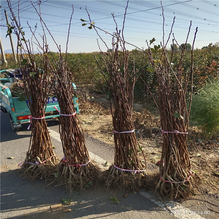Новые сорта саженцев боярышника для посадки 1.2cm саженцев боярышника Dajinsheng с хорошими корнями и быстрой доставкой