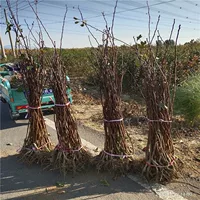 Новые сорта саженцев боярышника для посадки 1.2cm саженцев боярышника Dajinsheng с хорошими корнями и быстрой доставкой