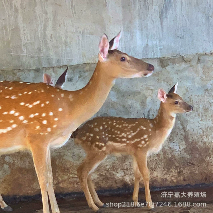 Поставка живописных мест просмотра Sika олень живое тело маленький олень кукла цена Sika олень кормления простой просмотр олень