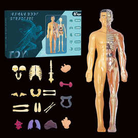 跨境儿童人体骨骼器官模型玩具科教认知组装骨架结构玩具批发