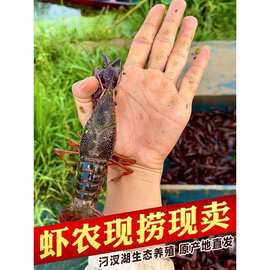 5斤567钱湖北潜江小龙虾鲜活清水虾青壳红壳特大龙虾水产淡水活虾