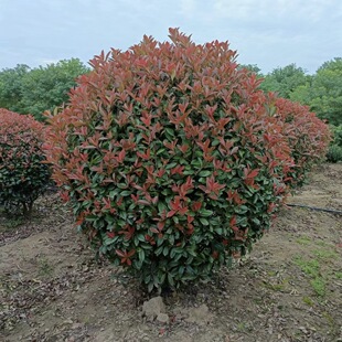 Wholesale of Various Specifications of Red Leaf Heather Balls and Heather Trees with Complete Specifications for House Fence Heather Seedlings