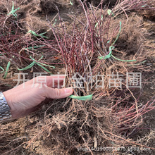 红叶李小苗彩叶绿篱杯苗密枝红叶李盆栽地栽丛生树苗造型树球