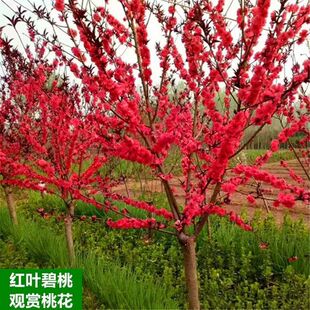 �t�����~�����Ϙ�����һ������ͥԺ�e�����Ԉ@�־G���^�p�L����