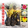 Big Water Lily Root Hydroponic Plants Four Seasons Lotus Lotus Flower Flower Flower Bud Water Flower Potted Plant Plants indoors