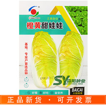 新世纪橙黄甜娃娃三系杂交极早熟娃娃菜黄心红心火锅菜秋冬大白菜