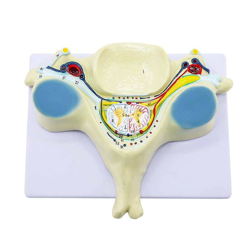 ��������Ŵ�ģ�� ���徱׵������ͼ��񾭷Ŵ�ģ�� ��ѧģ��