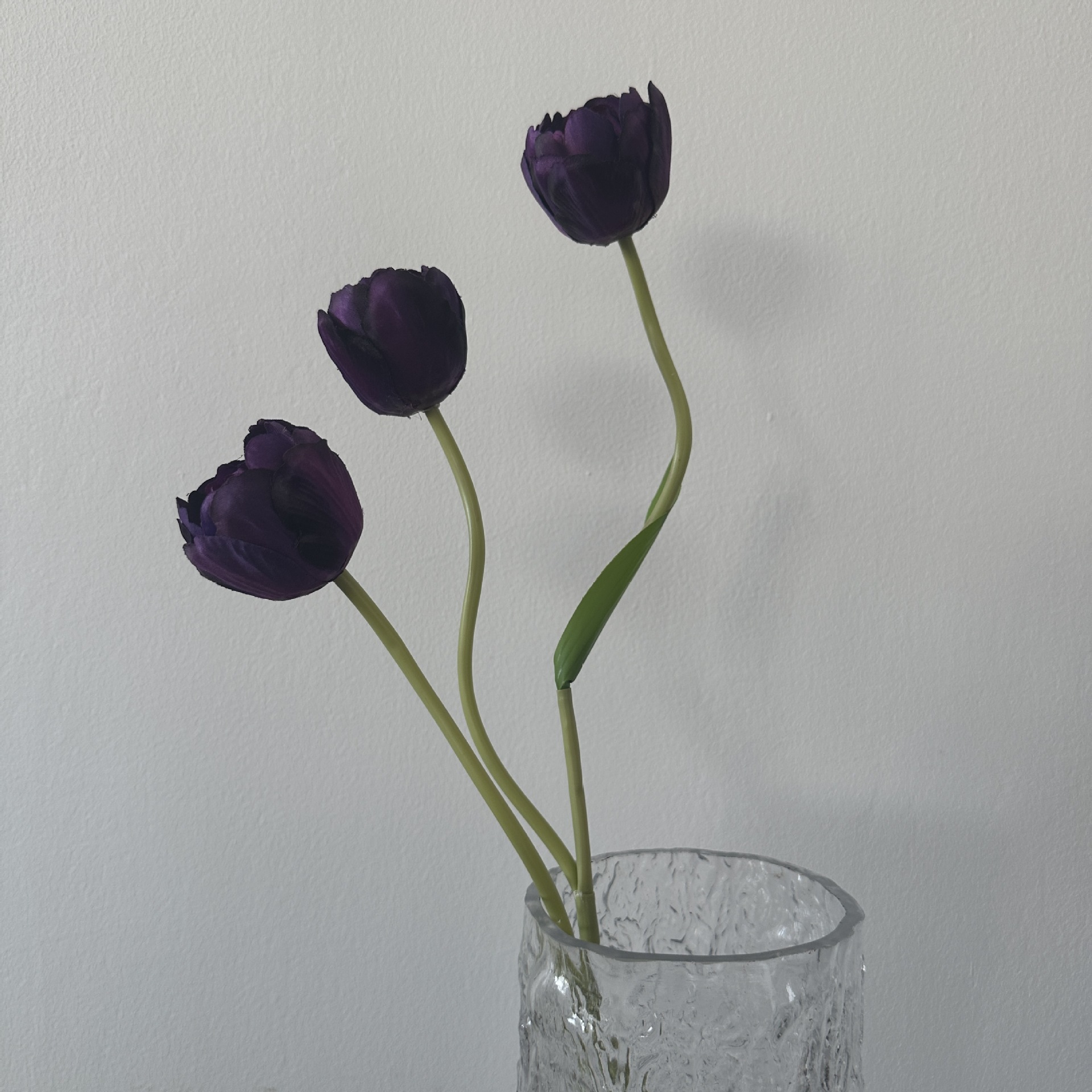 Tulipanes holandeses de color púrpura oscuro