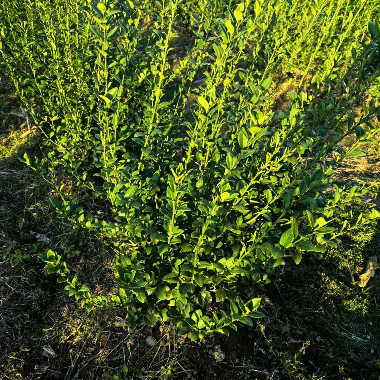 绿植苗木基地批发大叶黄杨冬青卫矛小苗庭院 道路绿化苗木卫矛球
