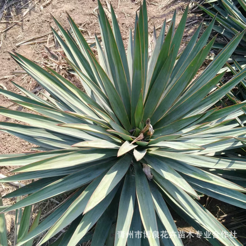 Саженцы сизаля, саженцы для зеленения двора, инженерные саженцы, легко кормить, кустарники юкки, декоративные цветы, саженцы сизаля