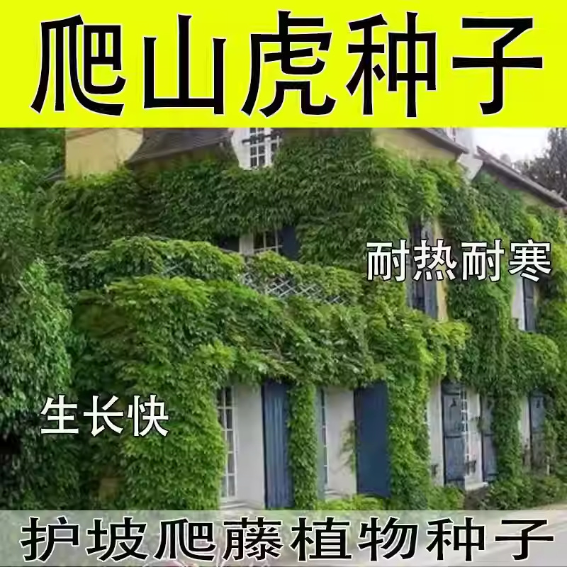 新品爬山虎种子四季常青三叶地锦四季种阳台庭院爬藤观叶植物种子