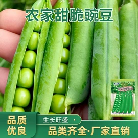 蔬菜种子