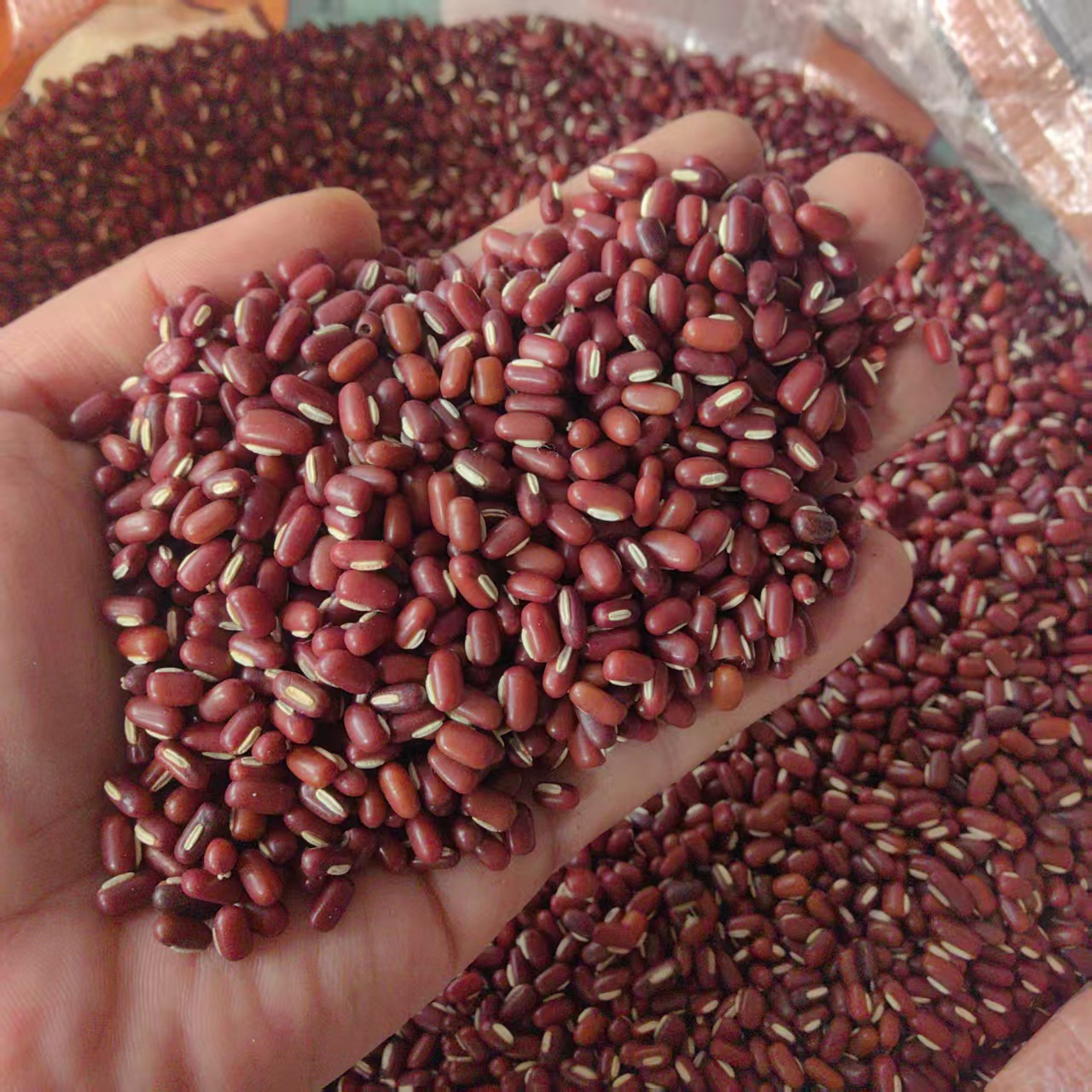 Adzuki Bean Chi Xiao Dou 500g Whole Dried Seeds Farm Grown Food Grade Grain key features