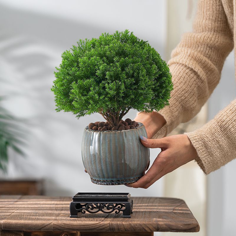 雾凇盆景室内绿植花卉盆栽四季长青好养植物客厅办公室净化空气花