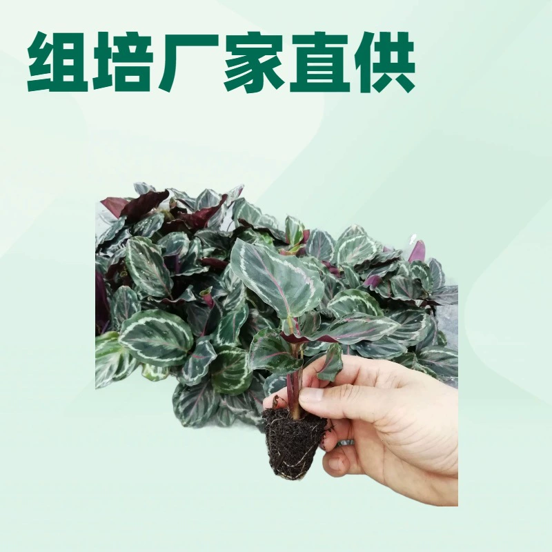 Прямые поставки от производителя: растения радужного корня-стрелки, выносливые в условиях затенения, для внутреннего выращивания, садовые цветочные растения в горшках, и культуральные саженцы оптом.