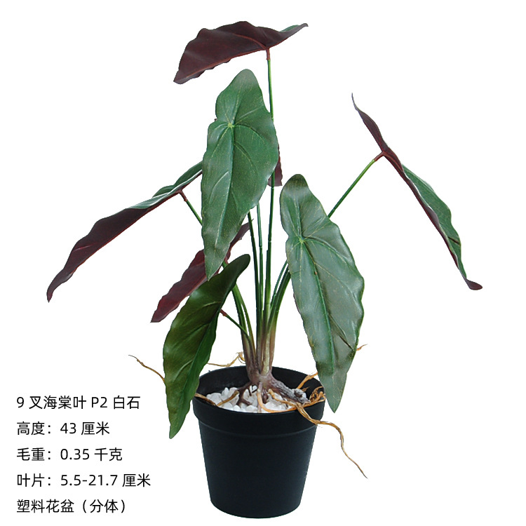 9叉带须海棠叶P2白石