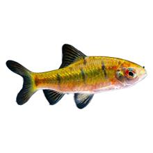 ԭ���~��ˮ�~�l�yС?�~��ˮСϪ�~���?Ⱥ���^�p���B�ͻ�