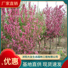 基地批发 自产自销西府海棠树苗 景区造景道路园林工程绿化苗