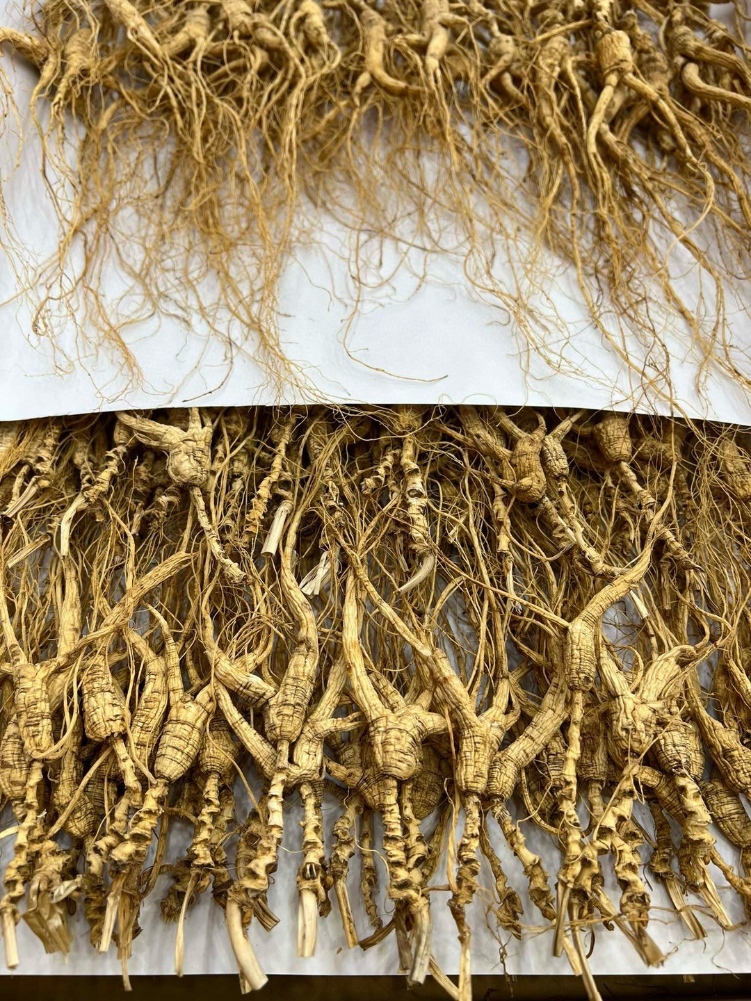 Wild Mountain Ginseng Gift Box Dried Root Slices 15 Years and Above for Soup and Decoction preparation