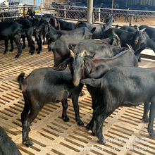 现在黑山羊的价格哪里有卖黑山羊和波尔山羊的肉羊多少一只