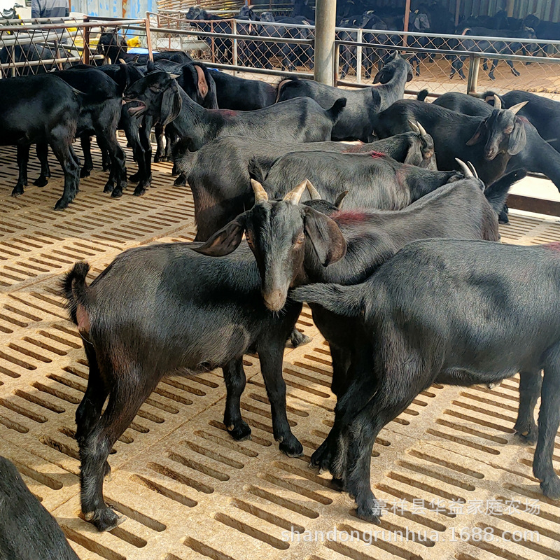 现在黑山羊的价格哪里有卖黑山羊和波尔山羊的肉羊多少一只