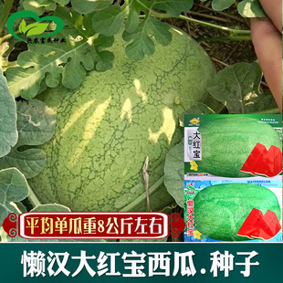 �Нh��t�����ϷN�� ���l �r��ˈ@�GƤ�t�����Ǵ�����ˮ����