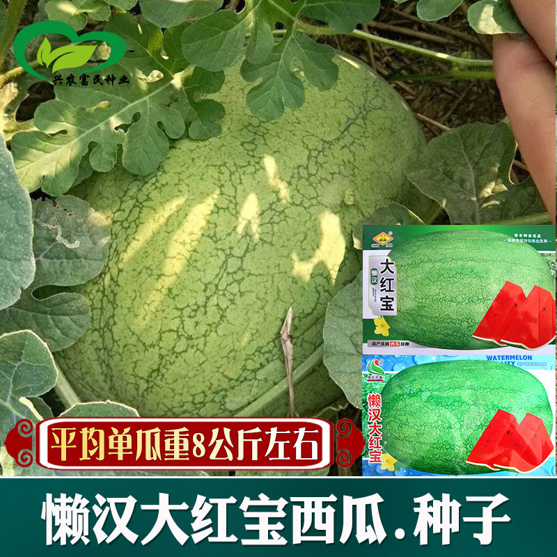Lazy Man Big Red Treasure Watermelon Seeds Wholesale Farmland Vegetable Garden Green Skin Red Soil High Sugar Large Watermelon Fruit Seeds
