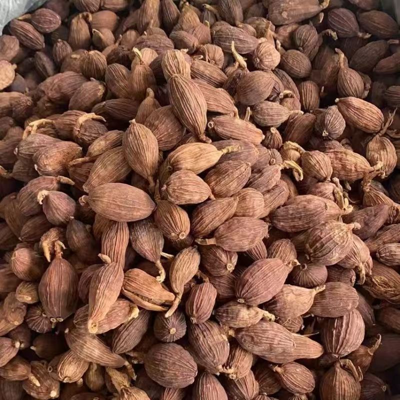 Cao Guo Tsaoko Fruit 100g Bottle Dried Chinese Herbal Spice for Cooking and Decoction in use