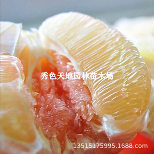 ���Ә������t��������Ƥ��������ϱ����Nֲ�Y���޽�ɳ���������
