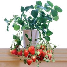批发赛娃草莓小苗盆栽奶油草莓苗赛娃四季结果南北方种植甜查理