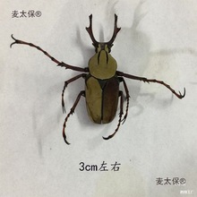 工具DIY学生湿拍摄材料手工标本道具甲虫教具昆虫包装锹虫麦太保