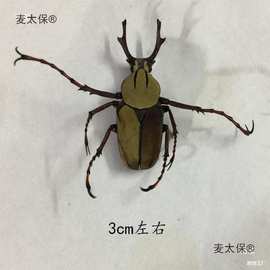 工具DIY学生湿拍摄材料手工标本道具甲虫教具昆虫包装锹虫麦太保