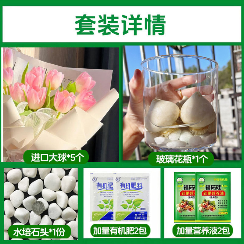 Round bottle hydroponic kit: a1 bell tulip 5 large bulbs + 2 nutrient solutions + 2 fertilizers + glass bottle + stones