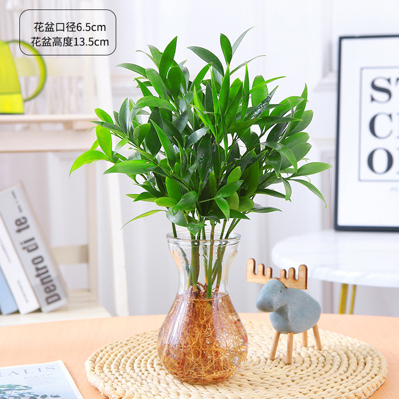 엄선된 대형 모기퇴치대나무 10그루(히아신스 유리병+수정머드) + 영양액