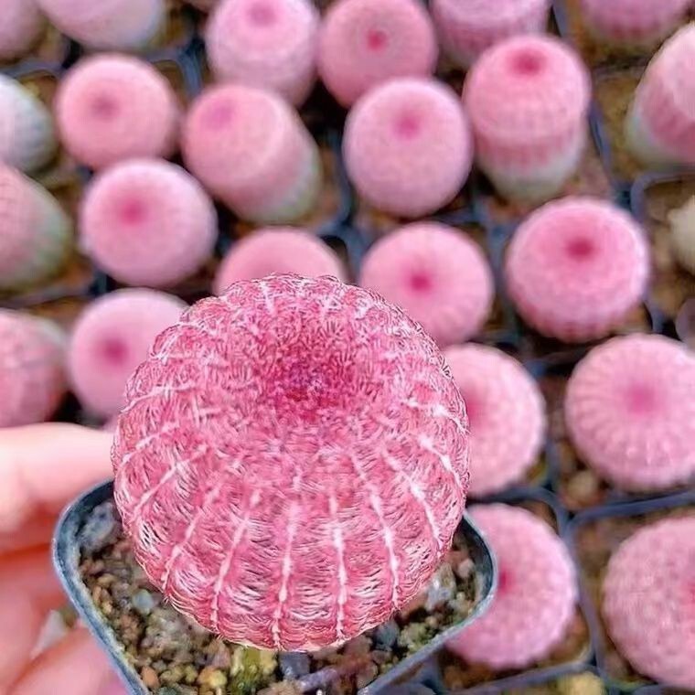 Seedling Red Sun Purple Sun Blooming Cactus Side Bud Rootless Indoor All-Season Easy-To-Grow Succulent Plant Colorful Seedling Red Sun Purple Sun Blooming Cactus Side Bud Rootless Indoor All-Season Easy-To-Grow Succulent Plant Colorful