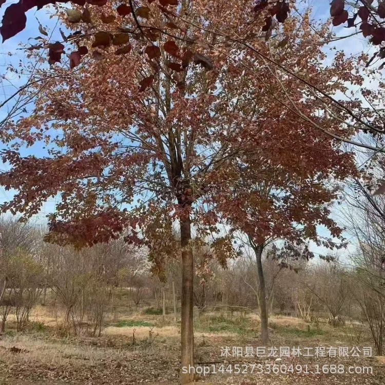 Саженцы для проекта по зеленению детских садов, треугольные саженцы клена, пятиконечный клен, полные характеристики, 15-18.3cm углов