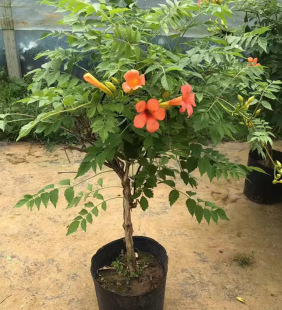 Dropshipping American Lingxiao Flower Seedlings Saplings Potted Trumpet Firecracker Flower Creeper Seedlings Climbing Vines Balcony Climbing