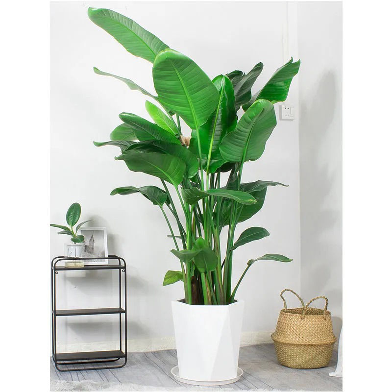 육각형 프리즘 도자기 분지 [폭발]