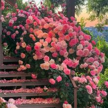 ����÷�Nޱ���N���ļ����N�_���¼�����ֲ�ﻨ������ͥԺ���ܷN��