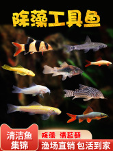 ������^�p�~���w��̦���S���~���坍���ߟᎧС�͵�ˮ�����~����