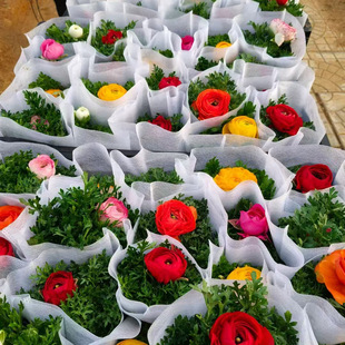 Cultivated Wholesale Celery Leaf Peonies, Flower Bed Potted Plants, Bright Colors, Complete Varieties, Double Petals, Multiple Colors Available