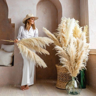 Large Reed Pampas Grass Dried Flower Bouquet Wholesale Pathas Grass Bohemian Style Wedding Home Furnishings Home Factory Wholesale