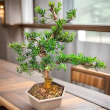 罗汉松盆景树苗树桩造型树迎客松室内盆栽绿植雀舌罗汉松球形盆栽