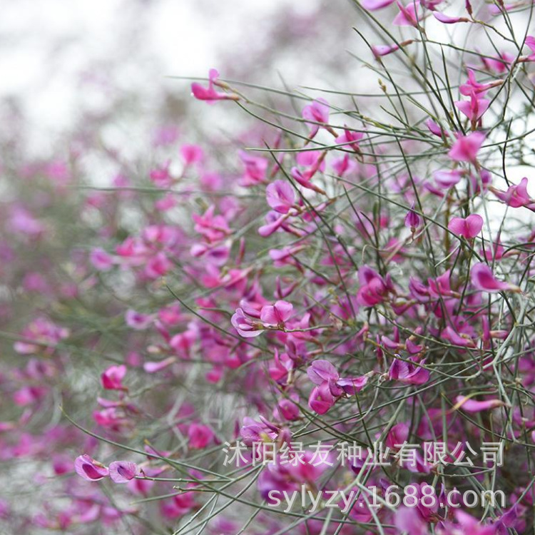 花棒种子 花棒沙漠种子