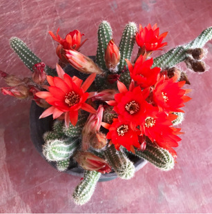 Succulent Plant Flowering Cactus Caterpillar White Sandalwood Red Cactus Finger Drought-Resistant Gold Finger Miniature Potted Plant
