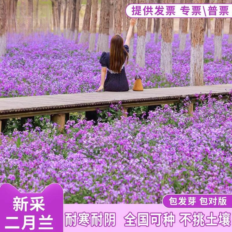 二月兰花种子四季种易活二月兰花籽多年生宿根诸葛菜种子耐阴耐寒