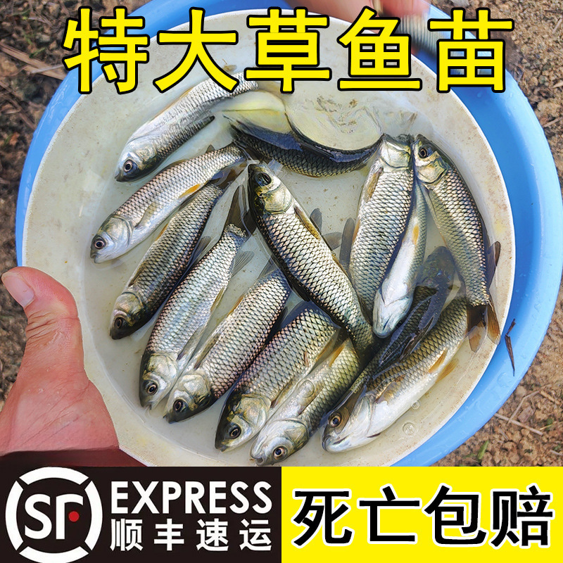 Pequeño alevín de hierba gran carne crujiente, alevín de hierba pequeña, alevín de hierba de agua dulce, alevín de hierba de Anhui, alevín de hierba de cuatro grandes al por mayor.