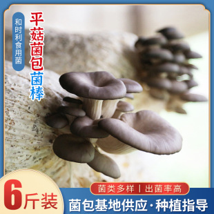 ����ʳ�þ�ƽ������6����������ƽ�������r���Nֲ���^��������